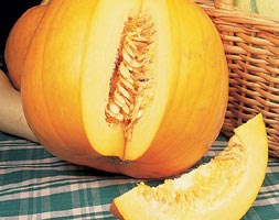pumpkin 'Jack O'Lantern' (pumpkin)