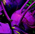 kohl rabi