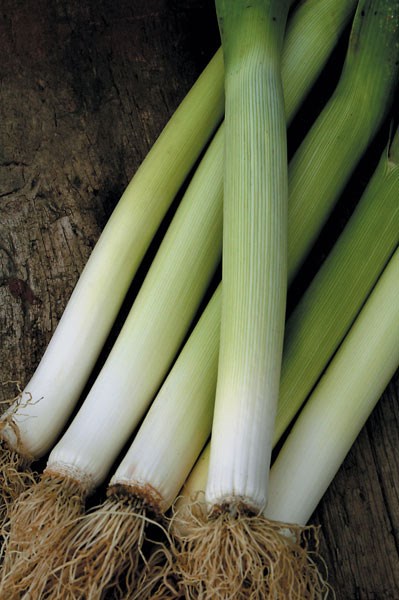 leek leek