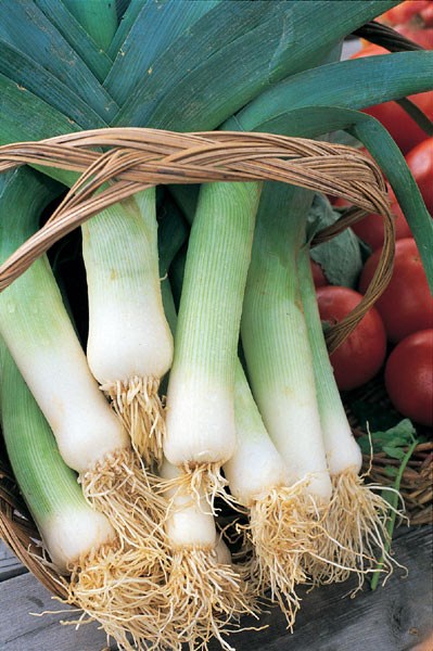 leek leek