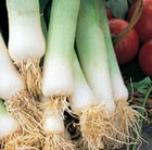 leek Musselburgh