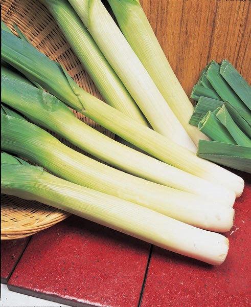 leek leek