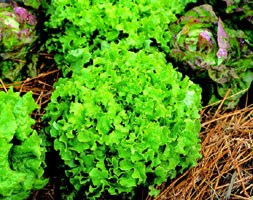 lettuce 'Salad Bowl' (lettuce (cut and come again))