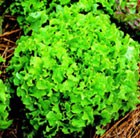 lettuce Salad Bowl