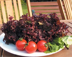 lettuce (cut and come again)