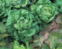 lettuce 'All Year Round' (lettuce)