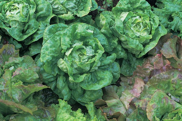 lettuce lettuce