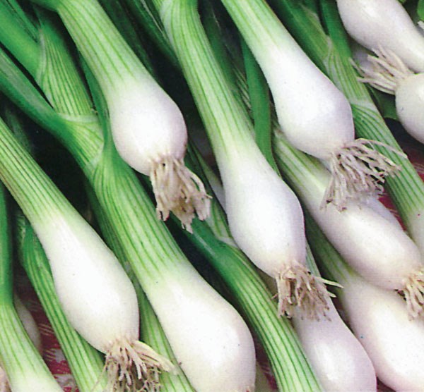 White Lisbon Onion