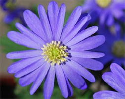 Anemone blanda blue-flowered (winter windflower blue-flowered bulbs)