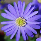 winter windflower blue-flowered