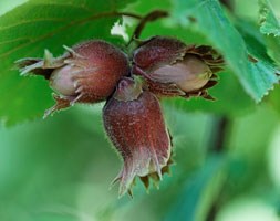 hazel nut - 25 plants - 30-40cm