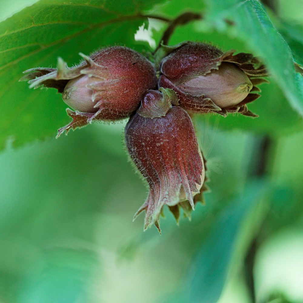 hazel nut - 25 plants - 30-40cm hazel nut - 25 plants - 30-40cm
