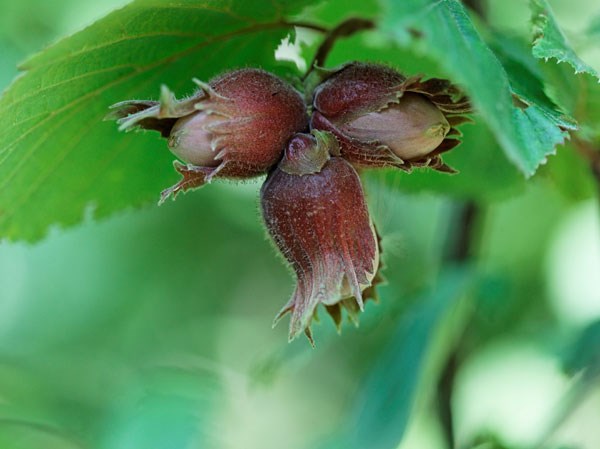 hazel nut - 25 plants - 30-40cm hazel nut - 25 plants - 30-40cm