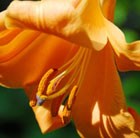 Lilium (African Queen Group) African Queen