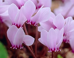 Cyclamen hederifolium (cyclamen bulb   (syn. Neapolitanum))