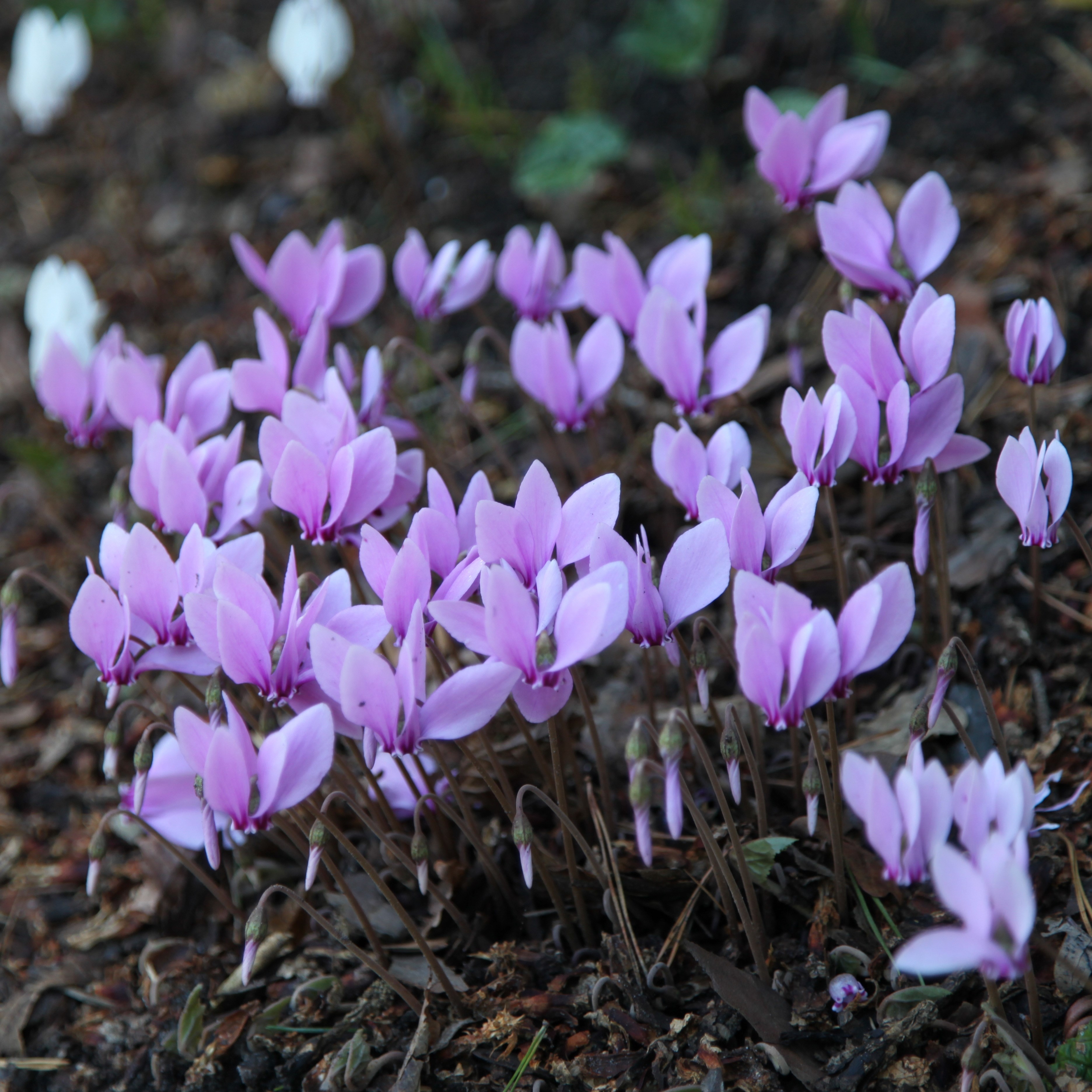 cyclamen bulb