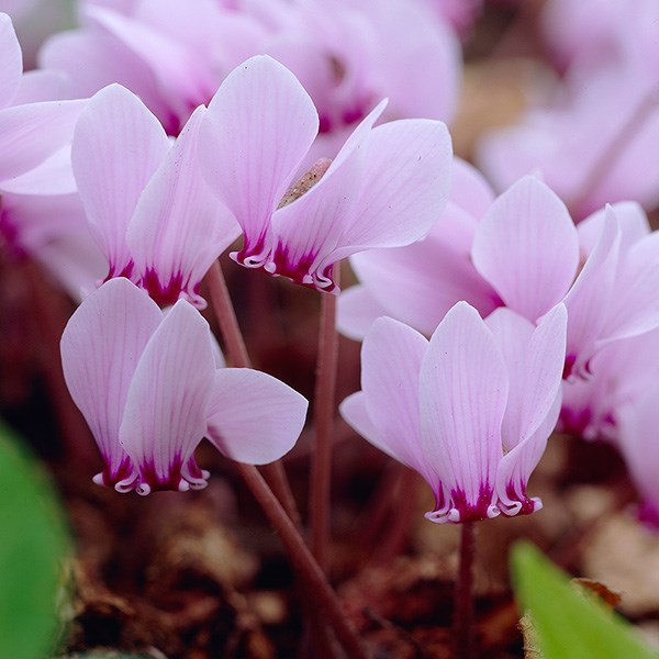 cyclamen bulb (syn. Neapolitanum) cyclamen bulb (syn. Neapolitanum)