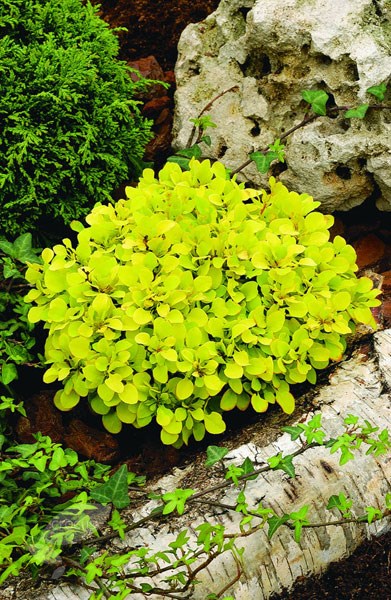 golden barberry golden barberry