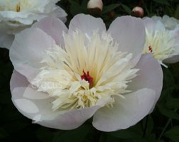 Paeonia lactiflora 'Immaculee' (peony)