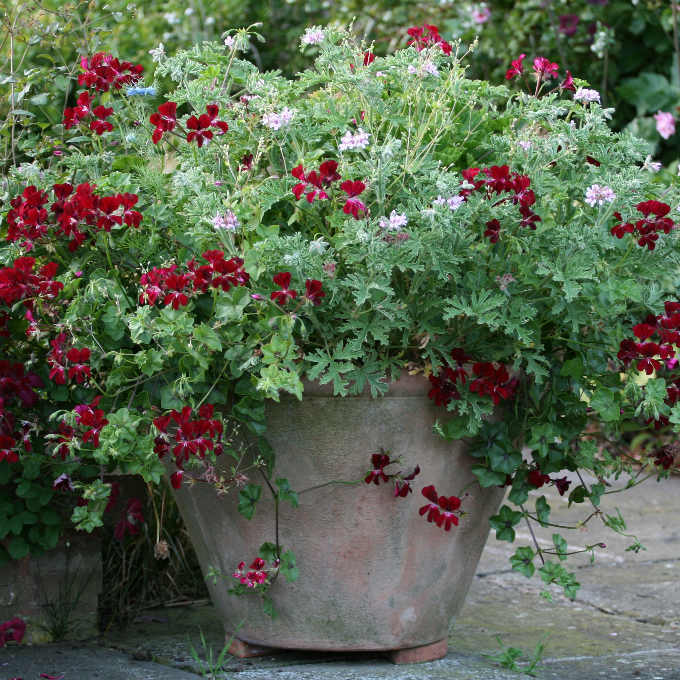 scented-leaved pelargonium