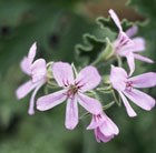 Pelargonium Grey Lady Plymouth