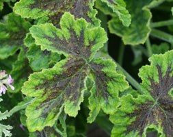 scented-leaved pelargonium