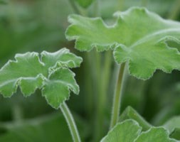 Pelargonium tomentosum (scented-leaved pelargonium)