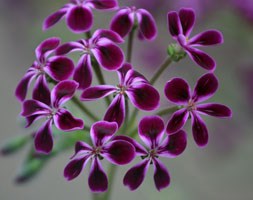 Pelargonium 'Lawrenceanum' (species pelargonium)