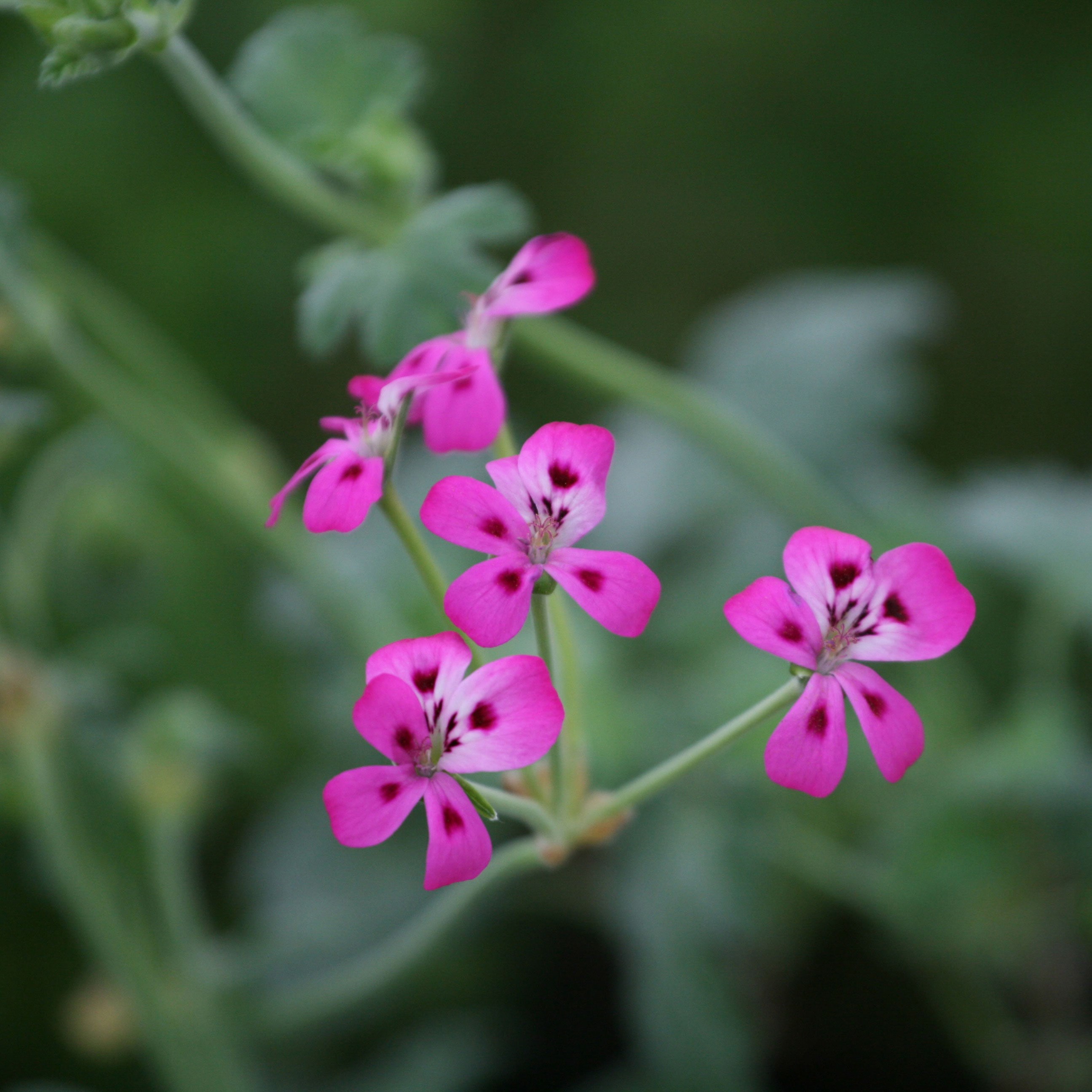 species pelargonium