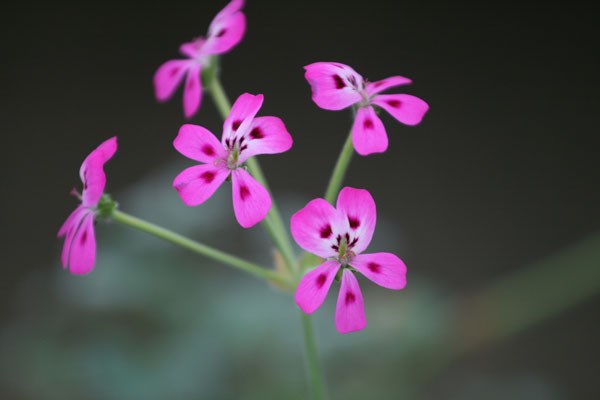 species pelargonium species pelargonium