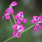 Pelargonium echinatum Mrs Stapleton