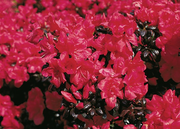 evergreen azalea evergreen azalea