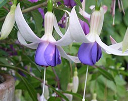 Fuchsia 'Delta's Sarah' (fuchsia)