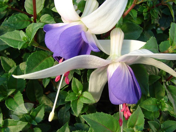 fuchsia fuchsia