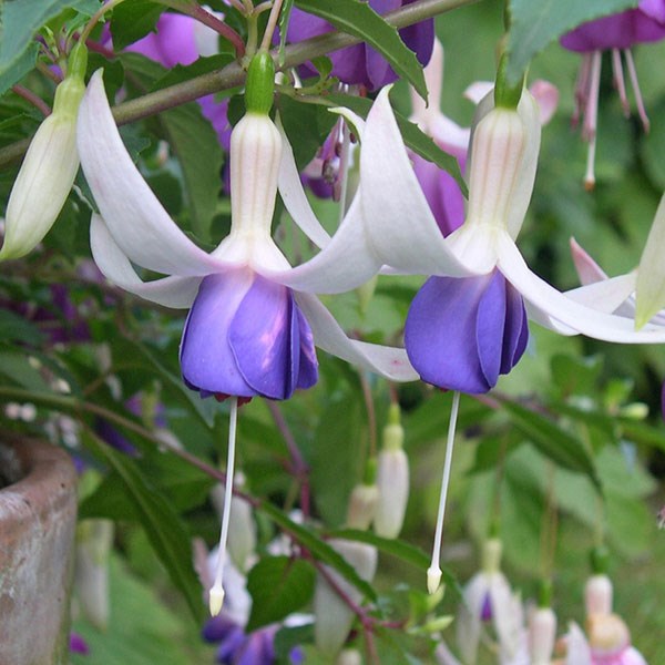 fuchsia fuchsia