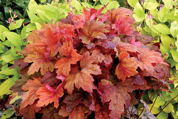 coral bells coral bells