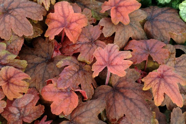 coral bells coral bells