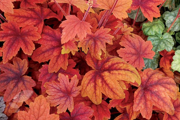 coral bells coral bells