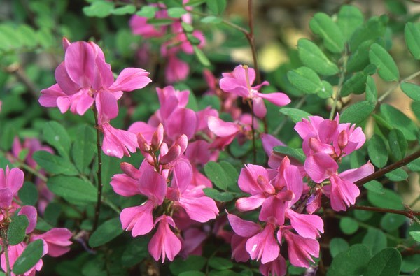 pink-flowered indigo pink-flowered indigo