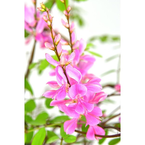pink-flowered indigo pink-flowered indigo