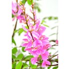 pink-flowered indigo