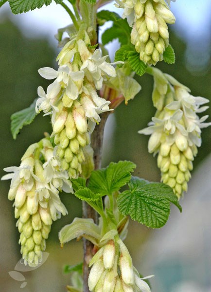 flowering currant flowering currant