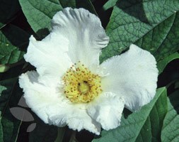 stewartia