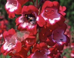 Penstemon 'Pensham Amelia Jane' (beard tongue)