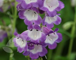 Penstemon 'Pensham Czar' (beard tongue)