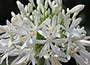 African lily