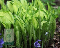 plantain lily