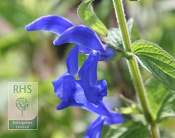 Salvia patens (gentian sage)