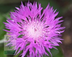 knapweed