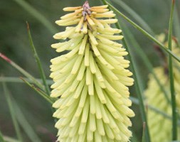 Kniphofia 'Percy's Pride' (red hot poker)